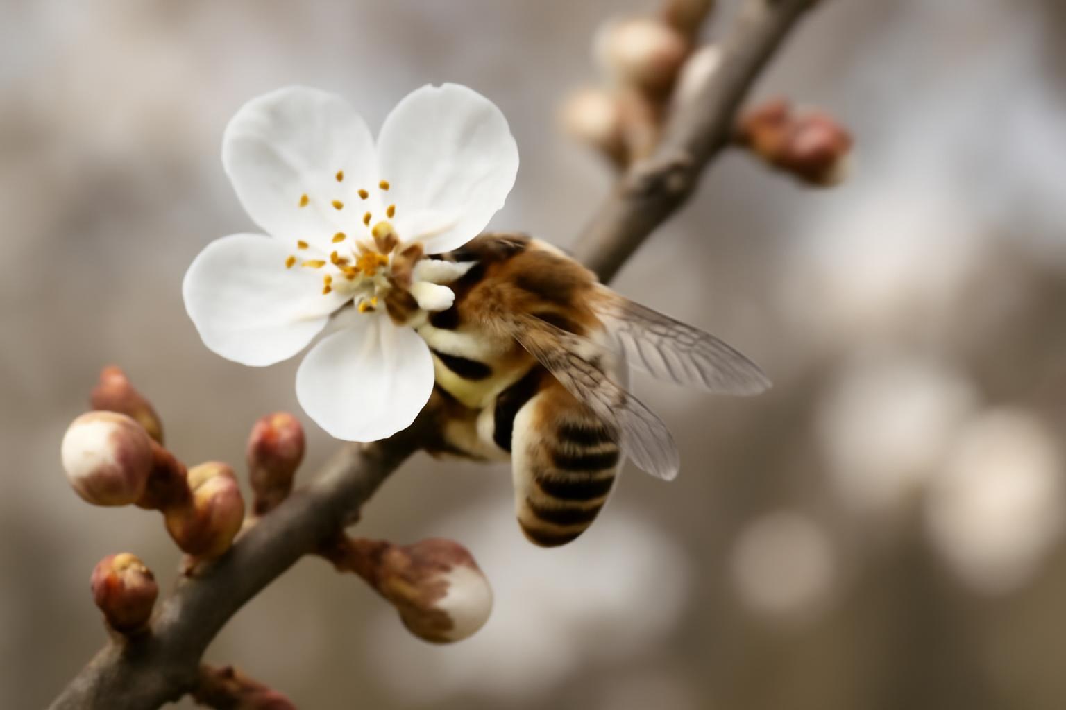 How Climate Change Is Affecting Bees in South Korea